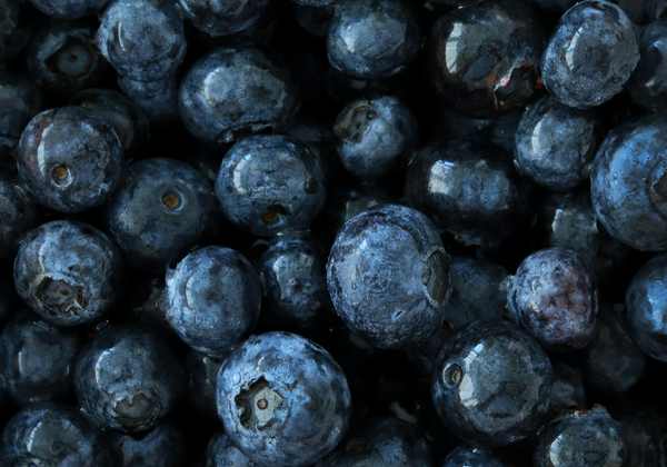 Close-up of fresh blueberries with water droplets, illustrating the fruit before freezing.