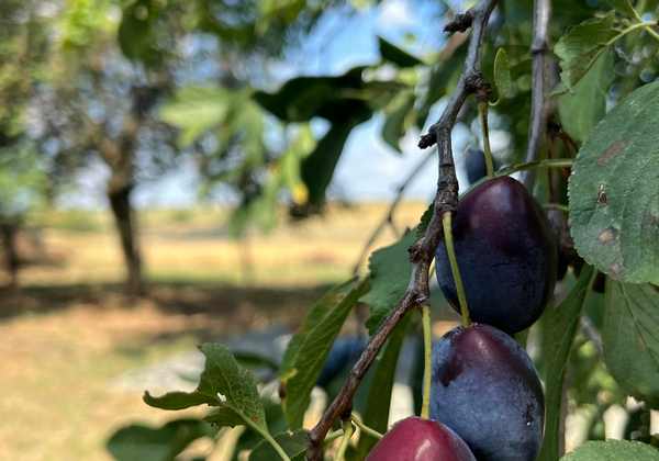 Purple plums growing on a tree, illustrating the fruit before drying.